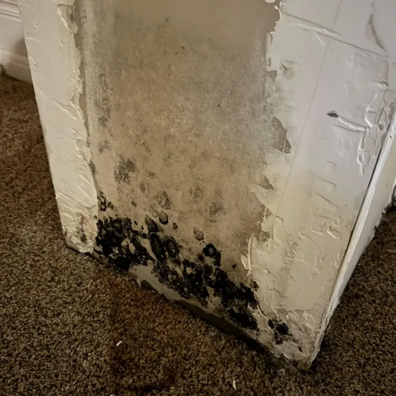 Professional Mold Removal in Port Barre, LA